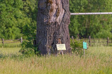 Photo for Gornji Milanovac, Serbia - May 26, 2022: Historical Landmark Remains of Old Oak Tree in Takovo Park Information Board. - Royalty Free Image