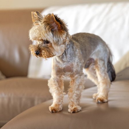 Foto de Yorkie Pet Dog Cachorro Yorkshire Terrier De pie en el sofá - Imagen libre de derechos