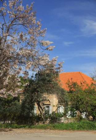 Téléchargez les photos : Une maison libanaise traditionnelle avec un arbre à fleurs au printemps. - en image libre de droit
