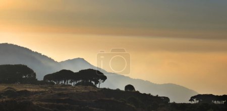 Foto de Puesta de sol sobre un bosque de pinos en Líbano con picos de montaña en el fondo. - Imagen libre de derechos