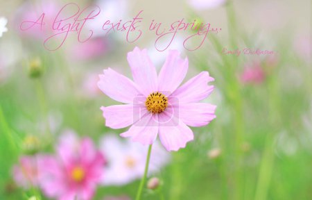 A pink flower surrounded with pastel nature with a springtime quote from Dickinson.