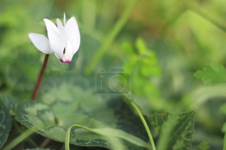 Eine weiße Blume, die in der Wildnis wächst.