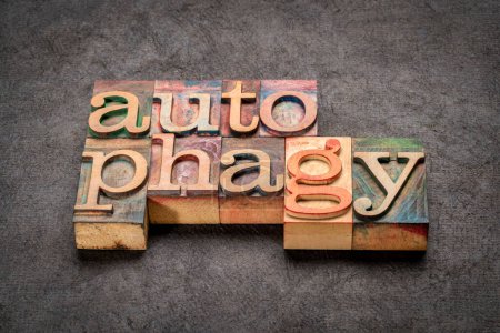 autophagy - word in letterpress wood type, body's process of reusing old and damaged cell parts