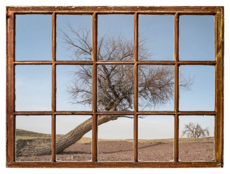 Photo for Trees in a prairie at Colorado foothills, vintage sash window view - Royalty Free Image