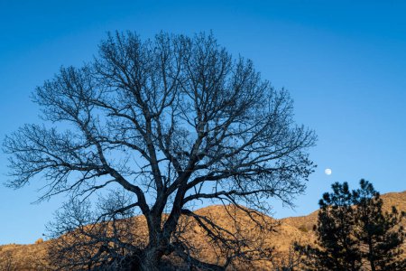 Foto de Tree silhouette with a full moon at foothills of northern Colorado, Eagle Nest Open Space - Imagen libre de derechos