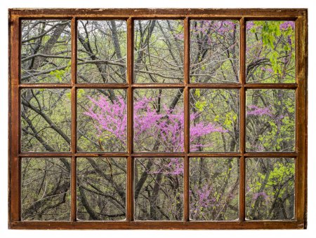 Photo for Redbud tree blooming in a riparian forest along the Missouri River as seen from a vintage sash window - Royalty Free Image