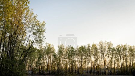 Photo for Dawn over riparian forest and levee in the valley of the Missouri river at Dalton Bottoms - Royalty Free Image