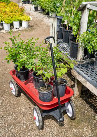 Téléchargez les photos : Cerises et vignes sur un chariot d'achat en pépinière, concept de jardinage - en image libre de droit