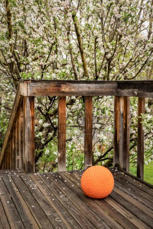 Photo for Heavy slam ball filled with sand on a backyard deck, exercise and functional fitness concept - Royalty Free Image