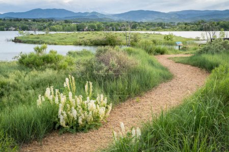 walking trail and wildflowers on a lake shore - Boedecker Bluff Natural Area in Loveland Colorado