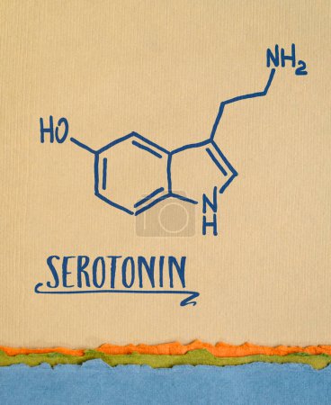 Foto de Estructura química de la molécula de serotonina, uno de los productos químicos de felicidad cerebral - boceto en bruto en papel de arte, salud, química y fisiología concepto - Imagen libre de derechos