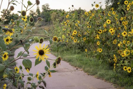 Photo for Wild sunflowers along a biking trail in Fort Collins, Colorado, late summer scenery - Royalty Free Image
