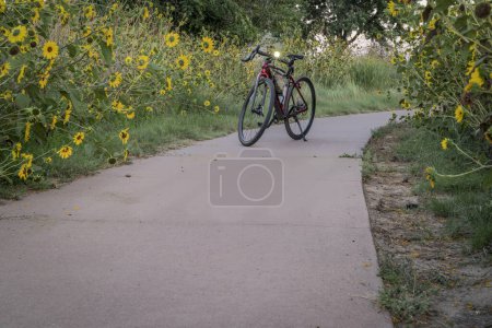 Téléchargez les photos : Vélo de gravier de randonnée au crépuscule sur une piste cyclable avec tournesols sauvages à Fort Collins, Colorado - en image libre de droit