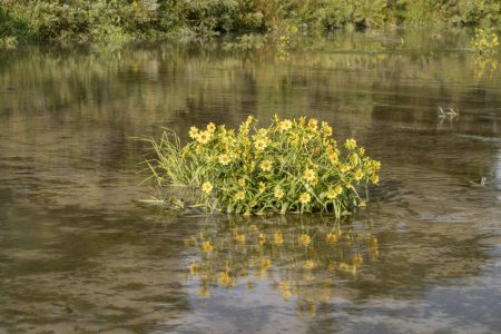 Photo for Yellow sunflowers on a sandbar - Dismal River at Nebraska National Forest in late summer scenery - Royalty Free Image
