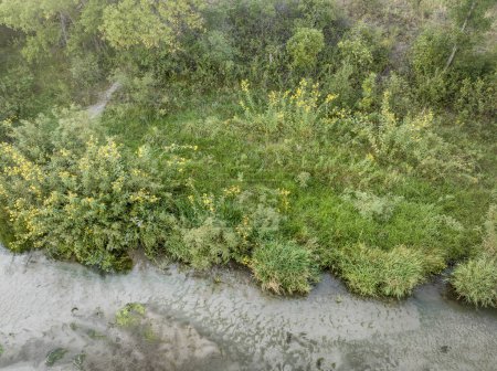 Photo for Shore of shallow and sandy Dismal River with wildflowers, late summer aerial view - Royalty Free Image