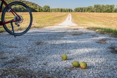 Photo for Pecans and a gravel bike on Steamboat Trace Trail converted from old railroad near Brownville, Nebraska - Royalty Free Image