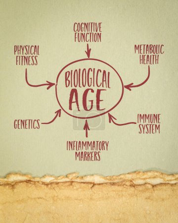 Photo for Biological age infographics or mind map sketch on art paper, healthy aging concept - Royalty Free Image