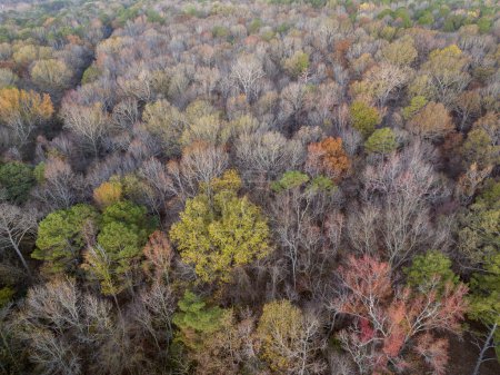 Foto de Vista aérea a finales de noviembre de un bosque en una orilla del río Tennessee cerca del Parque de Ferry Colbert, Natchez Trace Parkway - Imagen libre de derechos