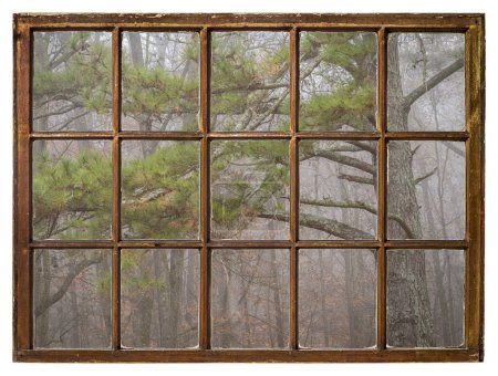 Photo for Forest and pine tree in fog as seen from a retro sash window - Royalty Free Image