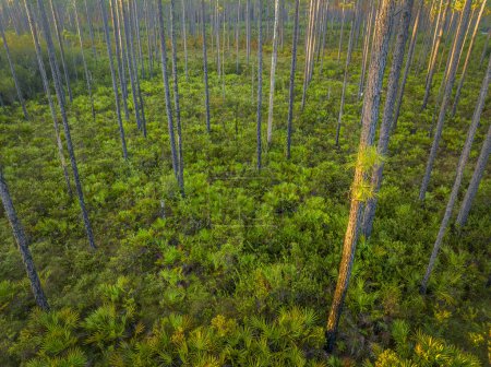 Téléchargez les photos : Lever de soleil vue aérienne de la forêt de Floride avec des pins et des palmiers - Apalachicola National Forest - en image libre de droit