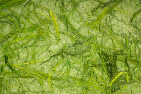 Téléchargez les photos : Fond de papier de mûrier vert kozo artichaut chunky - en image libre de droit