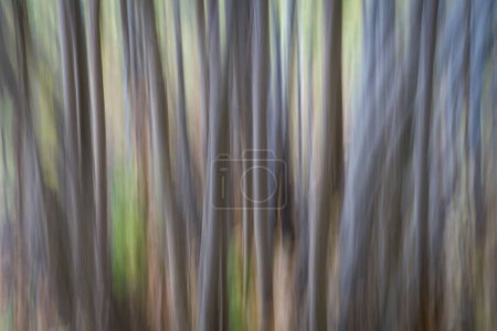 Téléchargez les photos : Forêt - nature mouvement flou abstrait créé avec mouvement intentionnel de la caméra - en image libre de droit