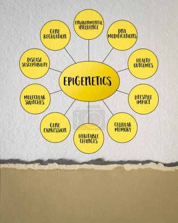 Epigenetics, study of heritable changes in gene expression or cellular phenotype caused by mechanisms other than changes in the underlying DNA sequence, mind map infographics.