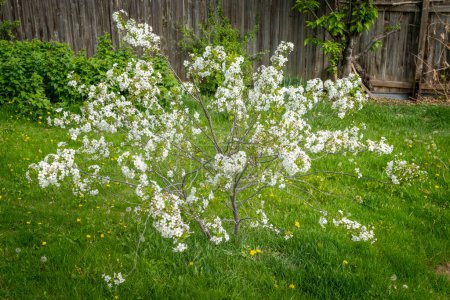 dwarf cherry tree in blossom in a backyard lawn with dandelions