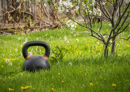 heavy kettlebell and dwarf cherry tree in blossom in a backyard lawn with dandelions