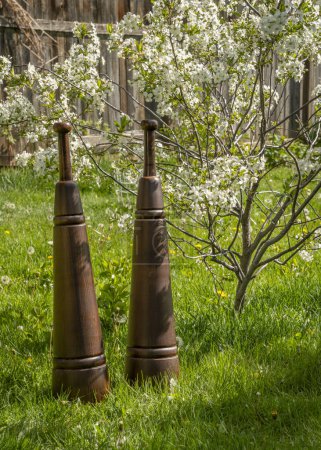 wooden Persian meels with a dwarf cherry tree in blossom in a backyard lawn with dandelions