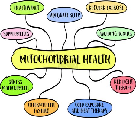 Illustration for Mitochondrial health concept - mind map infographics, vector sketch, healthy lifestyle and aging - Royalty Free Image