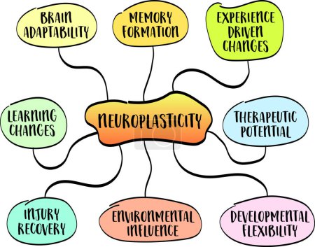 Neuroplastizität, Fähigkeit des Gehirns, sich anzupassen und neu zu organisieren, indem es im Laufe des Lebens neue neuronale Verbindungen bildet, Mind-Map-Vektorskizze