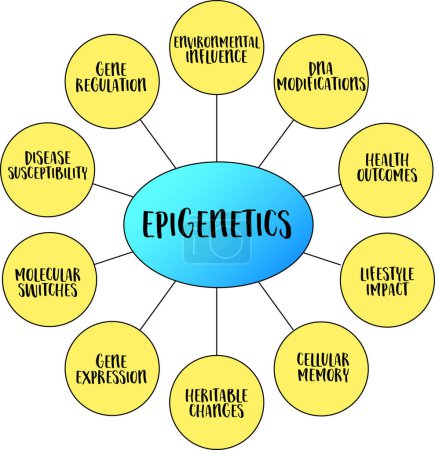 Epigenetik, Untersuchung erblicher Veränderungen der Genexpression oder des zellulären Phänotyps, die durch andere Mechanismen als Veränderungen der zugrunde liegenden DNA-Sequenz verursacht werden, Vektor-Mindmap-Infografiken.