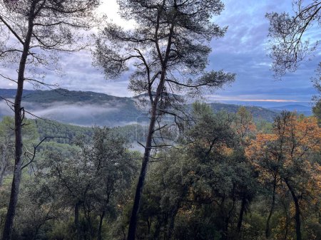 Téléchargez les photos : Paysage dans la forêt du parc naturel Collserola par une matinée pluvieuse à l'automne à Barcelone - en image libre de droit