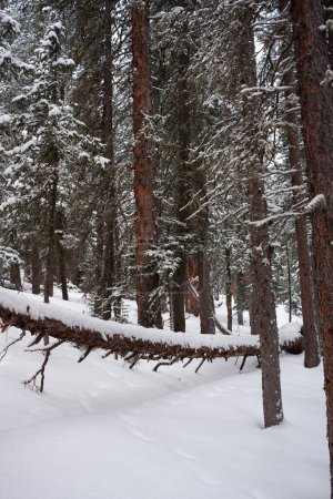 Foto des Waldes aus subalpinen Tannen, Latschen und Borstenkiefern im Winter am Echo Lake, Idaho Springs in Colorado, USA.