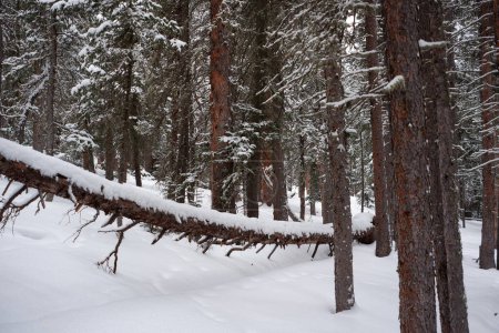 Téléchargez les photos : Photo d'une forêt de sapins subalpins, de pins fins et de pins bristlecones en hiver au lac Echo, Idaho Springs, Colorado, États-Unis. - en image libre de droit