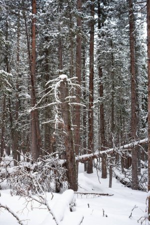 Photo of forest of subalpine fir, limber pine and bristlecone pine in winter at Echo Lake, Idaho Springs in Colorado, USA.