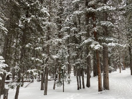 Téléchargez les photos : Photo d'une forêt de sapins subalpins, de pins fins et de pins bristlecones en hiver au lac Echo, Idaho Springs, Colorado, États-Unis. - en image libre de droit