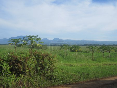 Téléchargez les photos : Photo d'une plantation d'ananas avec le mont Capistrano en arrière-plan à Malaybalay, Bukidnon, Philippines. - en image libre de droit