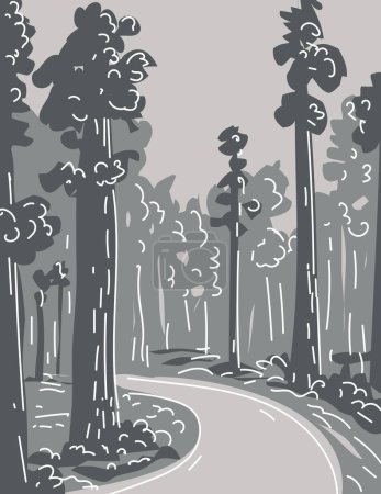 Ilustración de Mono line illustration of Redwood National and State Park in Northern California coast, United States done in monoline line drawing art style with grayscale shading. - Imagen libre de derechos