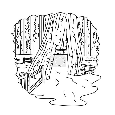Ilustración de Mono line illustration of California Tunnel Tree in the Mariposa Grove located within Yosemite National Park California done in black and white monoline line drawing art style - Imagen libre de derechos