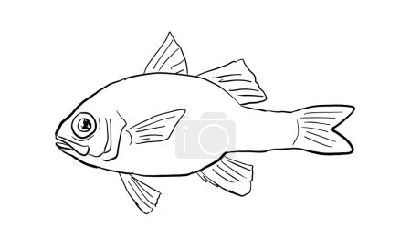 Illustration for Cartoon style line drawing of an Apogon erythrinus or Hawaiian ruby cardinalfish a fish endemic to Hawaii and Hawaiian archipelago with on isolated background in black and white. - Royalty Free Image