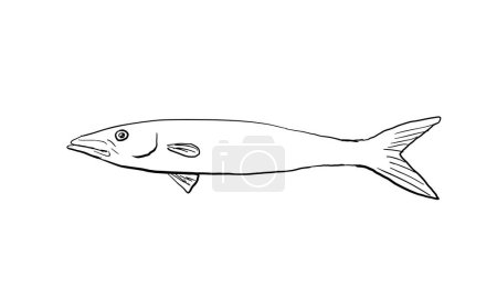 Téléchargez les illustrations : Cartoon style line drawing of a Blackfin barracuda Sphyraena qenie, or Chevron barracuda a fish endemic to Hawaii and Hawaiian archipelago on isolated background in black and white. - en licence libre de droit