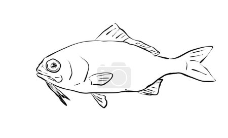 Illustration for Cartoon style line drawing of a beardfish,  a fish endemic to Hawaii and Hawaiian archipelago on isolated background in black and white. - Royalty Free Image