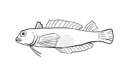 Ilustración de Dibujo en línea de estilo de dibujos animados de un triplefin hawaiano Enneapterygius atriceps o triplefin hawaiano un pez endémico de Hawai y el archipiélago hawaiano sobre fondo aislado en blanco y negro. - Imagen libre de derechos