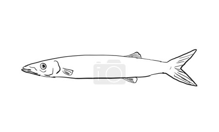 Téléchargez les illustrations : Dessin animé d'un barracuda japonais Sphyraena japonica un poisson endémique d'Hawaï et de l'archipel hawaïen sur fond isolé en noir et blanc. - en licence libre de droit