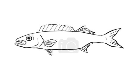 Illustration for Cartoon style line drawing of an oilfish Ruvettus pretiosus a species of snake mackerel fish a fish endemic to Hawaii and Hawaiian archipelago on isolated background in black and white. - Royalty Free Image