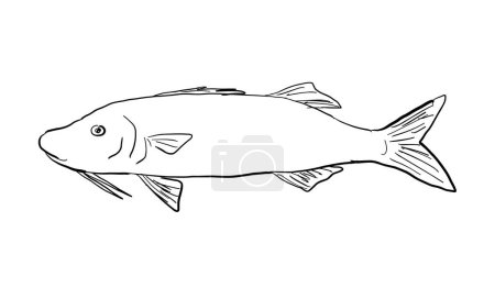 Téléchargez les illustrations : Cartoon style line drawing of a Moana kali Parupeneus cyclostomus or gold-saddle goatfis a fish endemic to Hawaii and Hawaiian archipelago on isolated background in black and white. - en licence libre de droit