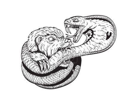 Illustration for Comics style drawing or illustration of a honey badger fighting biting a king cobra snake on isolated background in black and white retro style. - Royalty Free Image