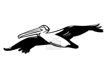 Ilustración de Ilustración de corte en madera retro de un pelícano marrón de California o Pelecanus occidentalis californicus, un ave acuática, volando alto sobre un fondo aislado en blanco y negro - Imagen libre de derechos